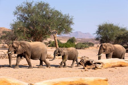 Foto de Elefante africano (Loxodonta africana), madre elefante adaptada al desierto con ternera, caminando en lecho de río seco, desierto de Hoanib, Kaokoland, Namibia. - Imagen libre de derechos