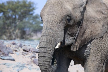 Téléchargez les photos : Éléphant d'Afrique sauvage en gros plan, Botswana, Afrique - en image libre de droit