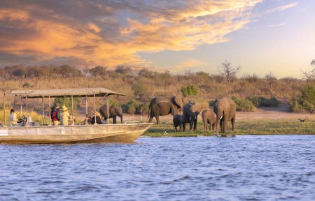 Foto de Parque Nacional Chobe, Botsuana: Los turistas en un barco observan elefantes a lo largo de la orilla del río Chobe en el Parque Nacional Chobe, Botsuana. - Imagen libre de derechos
