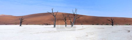 Panorama de dromadaires morts et des dunes rouges de Deadvlei près de la célèbre salière de Sossusvlei. Deadvlei et Sossuvlei sont situés dans le Parc National Namib-Naukluft, Namibie
.