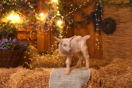 Foto de Lindo bebé cabra en el heno en el granero con decoraciones de Navidad - Imagen libre de derechos