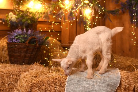 Foto de Lindo bebé cabra en el heno en el granero con decoraciones de Navidad - Imagen libre de derechos