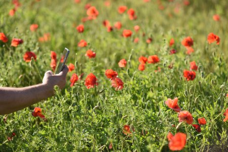 Téléchargez les photos : Homme prenant une photo de champ de pavot - en image libre de droit