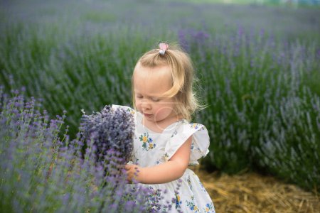 Photo for A beautiful little girl is walking in a lavender field. The fair-haired girl smiles and plays. lavender field - Royalty Free Image