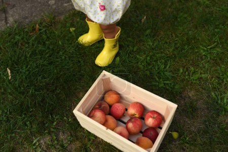 Téléchargez les photos : Bottes en caoutchouc fille cueillette pommes - en image libre de droit