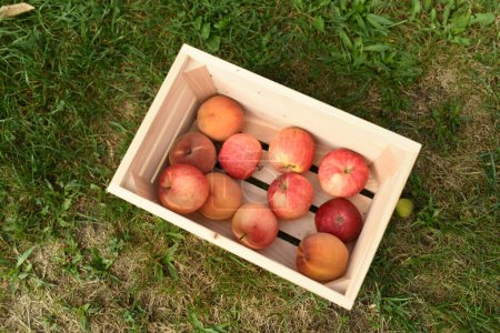 Téléchargez les photos : Pommes dans une boîte. Récolte de pommes. Une boîte de pommes se tient sur l'herbe - en image libre de droit