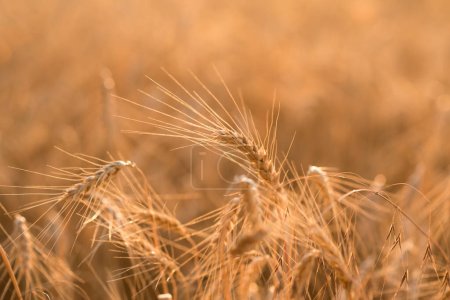 Photo for Wheat field. Ripe spikelets of wheat. - Royalty Free Image