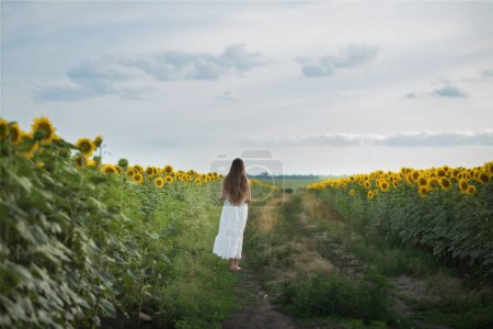 Photo for A beautiful girl walks in a field with sunflowers. A girl with long hair and a white dress. Blooming field of sunflowers. Girl with flowers in her hands - Royalty Free Image