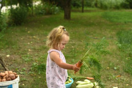 Foto de Niña hermosa en el jardín en el jardín. Un niño con una cosecha de verduras. colección de calabacín, patatas, marcas - Imagen libre de derechos