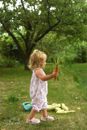 Foto de Niña hermosa en el jardín en el jardín. Un niño con una cosecha de verduras. colección de calabacín, patatas, marcas - Imagen libre de derechos