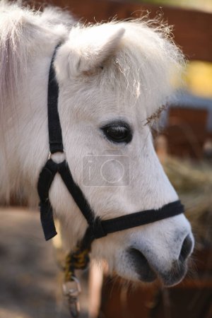 Foto de Retrato de caballo blanco. caballo blanco comiendo heno - Imagen libre de derechos