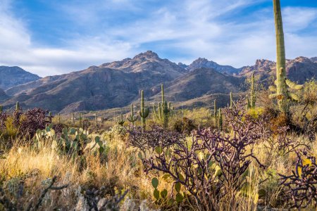Photo for Epic landscape scenery from the walking trail of Sabino Canyon - Royalty Free Image