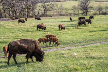 Photo for American Bison in the field of Custer State Park, Utah - Royalty Free Image