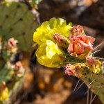 A flowering cactus in Tucson, Arizona