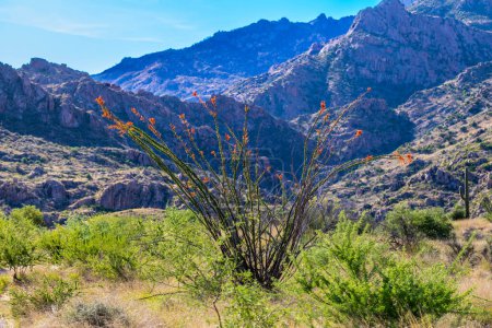 A spiny stems Ocotillo in Tucson, Arizona