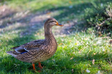 Photo for Dabbling ducks strolling around the pond of Reid Park Zoo - Royalty Free Image