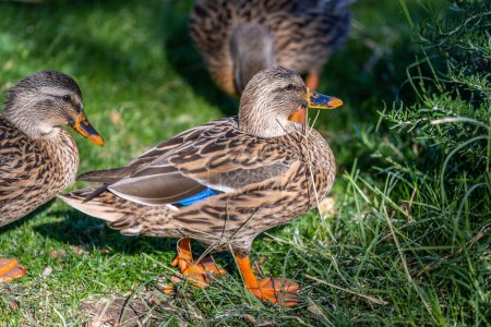 Dabbling ducks strolling around the pond of Reid Park Zoo