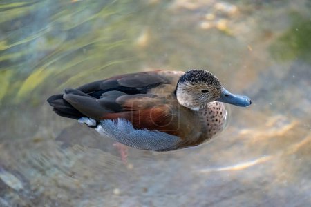 Plappernde Enten schlendern durch den Teich des Reid Park Zoo