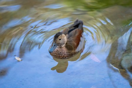 Photo for Dabbling ducks strolling around the pond of Reid Park Zoo - Royalty Free Image
