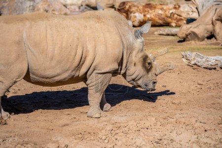A big and large subspecies of white rhinoceros strolling around Reid Park Zoo