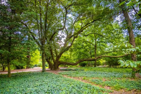Una vista panorámica de la naturaleza en Aiken, Carolina del Sur