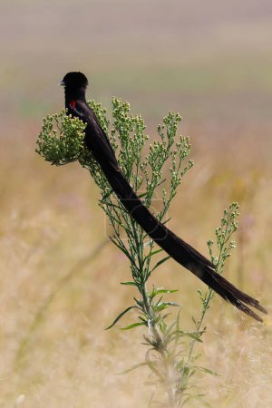 Téléchargez les photos : Oiseau veuf à longue queue mâle dans les prairies (Euplectes progne), Pretoria, Afrique du Sud - en image libre de droit
