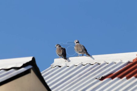 Photo for Cape Turtle Doves On White Rooftop (Streptopelia capicola) - Royalty Free Image