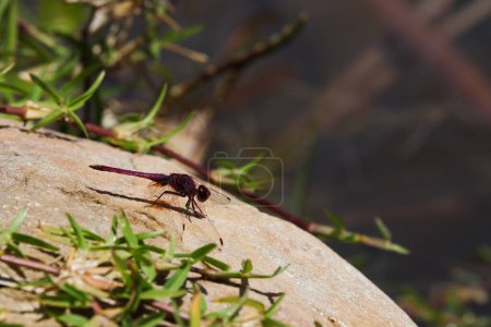 Téléchargez les photos : Baisse violette libellule sur rocher au bord du lac (Trithemis annulata) - en image libre de droit
