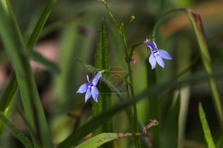 Photo for Lilac Lobelia Flowers In Grass Meadow (Lobelia kirkii) - Royalty Free Image