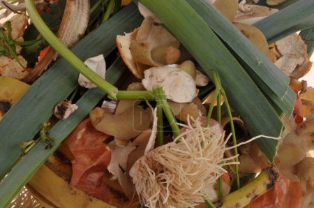 Foto de Desperdicio de alimentos ecológicos en primer plano - Imagen libre de derechos