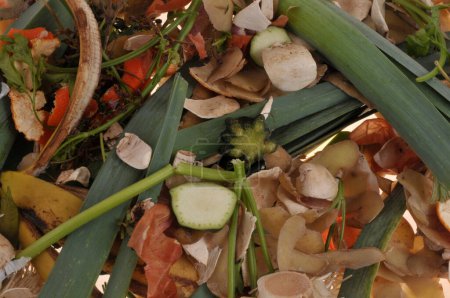Foto de Desperdicio de alimentos ecológicos en primer plano - Imagen libre de derechos