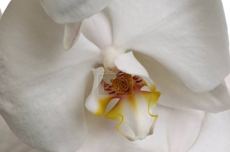 White orchid flower close-up on background