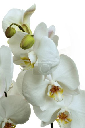 Weiße Orchideenblüten in Nahaufnahme auf weißem Hintergrund