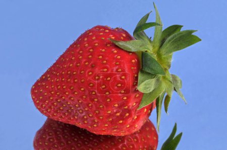 Plougastel strawberry close-up on blue background 
