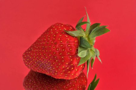 Plougastel strawberry close-up on red background