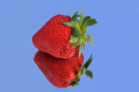 Plougastel strawberry close-up on a blue background with its reflection