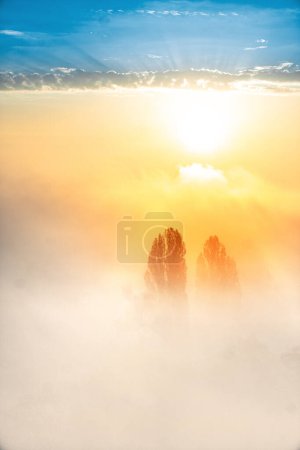 Téléchargez les photos : Beau lever de soleil chaud avec deux silhouettes d'arbres. brouillard épais du matin. - en image libre de droit