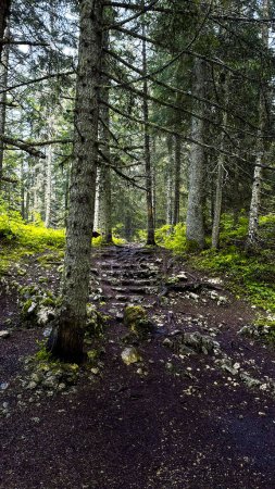 Foto de Hermoso bosque de verano con diferentes árboles - Imagen libre de derechos
