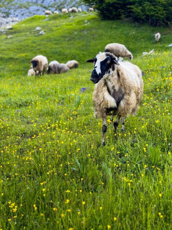 Photo for Spring beautiful wooly sheep in a green meadow with flowers - Royalty Free Image