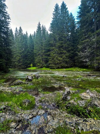 Téléchargez les photos : Belle forêt d'été avec différents arbres et rivière - en image libre de droit