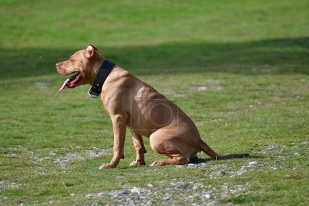Foto de Pit bull dog obedece las órdenes del amo sentarse y correr - Imagen libre de derechos