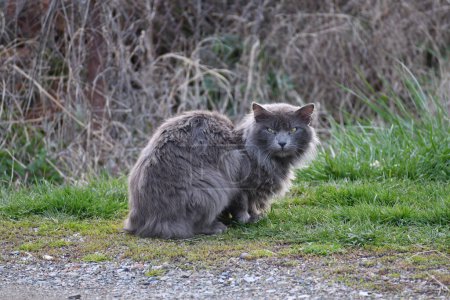 Photo for A cat with big fur is standing on the road watching - Royalty Free Image