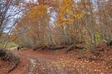 Ein Weg durch den Wald voller Farben im Herbst auf dem Berg Jablanica