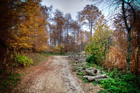 A path through the forest full of colors in autumn on Jablanica mountain