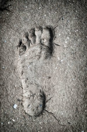 Téléchargez les photos : Des pas dans le sable. - en image libre de droit