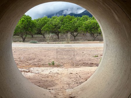 Foto de Campo de naranjos fotografiado desde el interior de un tubo de jalá ign. - Imagen libre de derechos