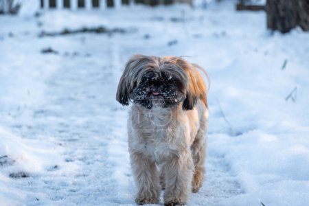 Long-haired domestic dog with black and cream coloring stands on snowy road on sunny winter day. Active shih tzu walks with pleasure closeup