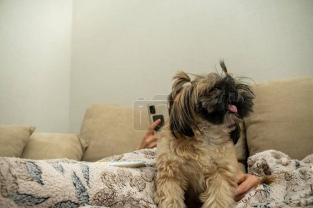 Foto de Lindo perro doméstico con cola de caballo en la cabeza descansa cerca del propietario femenino alegremente. Shih Tzu se encuentra en una manta caliente en un cómodo sofá beige en el primer plano del apartamento - Imagen libre de derechos
