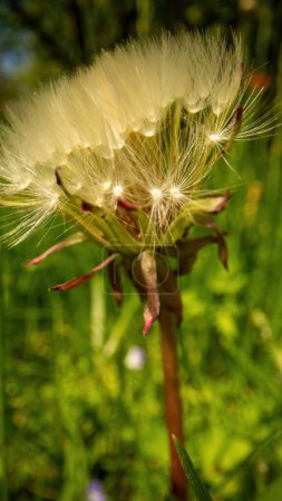 Photo for White ripe dandelion with long stem grows on green grass meadow catching rays of sun. Warm summer breeze blows away seasonal puffy plant seeds - Royalty Free Image