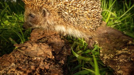 Photo for Small rodent animal lives in woodland foraging in summer evening. Concerned spiny hedgehog explores green grassy lawn walking along old wooden timber - Royalty Free Image